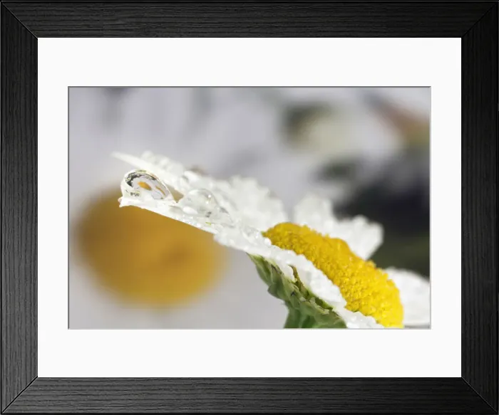 Framed Print : Daisey and dew drop reflection, Kentucky Framed Print : Daisey and dew drop reflection, Kentucky