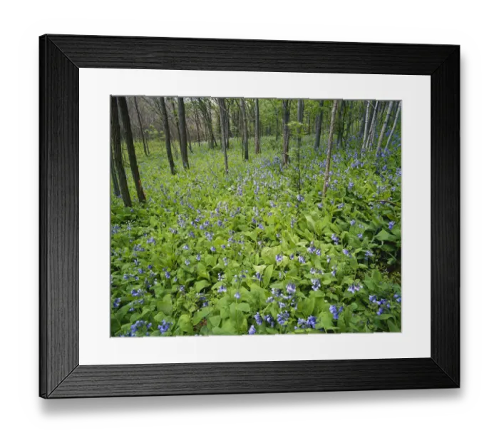 Framed Print : Kentucky, Jessamine Creek Gorge, Virginia Bluebells (Mertensia Virginica) growing Framed Print : Kentucky, Jessamine Creek Gorge, Virginia Bluebells (Mertensia Virginica) growing