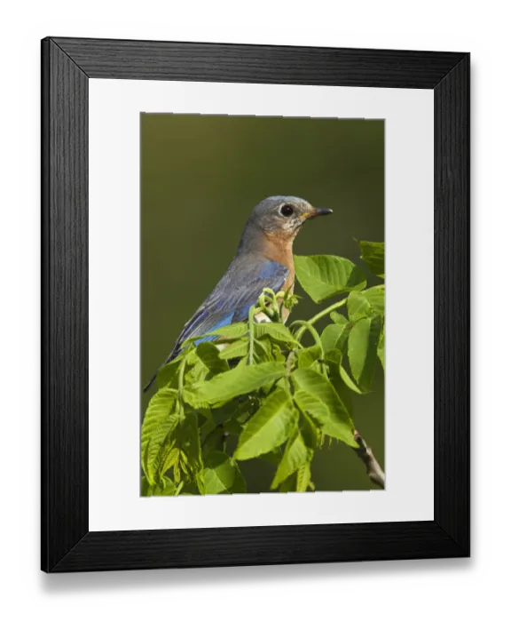 Framed Print : Female Eastern Bluebird with prey, Sialia sialis, Kentucky Framed Print : Female Eastern Bluebird with prey, Sialia sialis, Kentucky