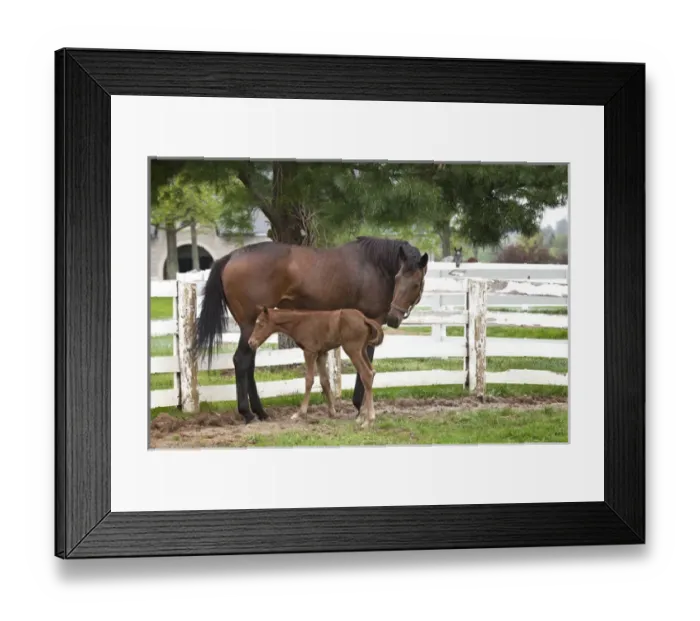 Framed Print : Female thoroughbred and foal, Donamire Horse Farm, Lexington, Kentucky Framed Print : Female thoroughbred and foal, Donamire Horse Farm, Lexington, Kentucky