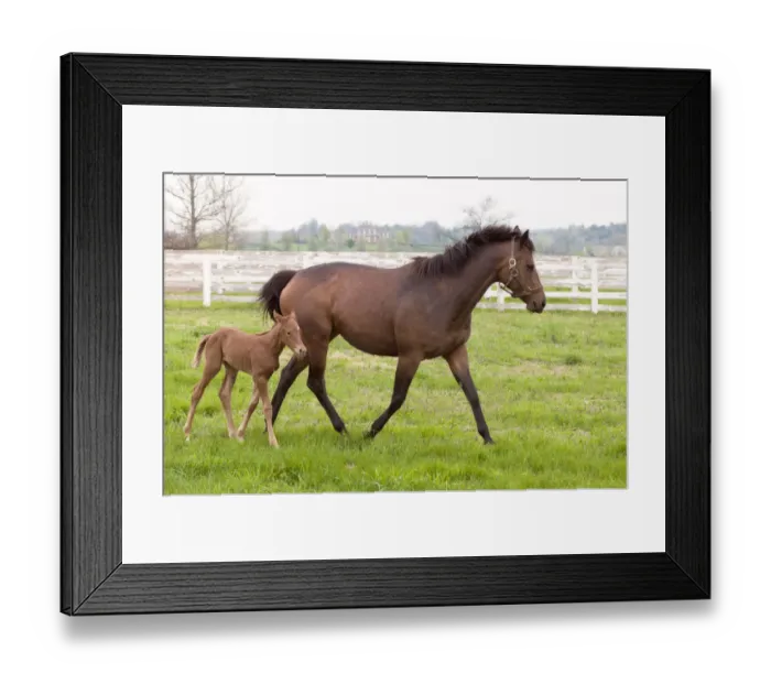Framed Print : Female thoroughbred and foal, Donamire Horse Farm, Lexington, Kentucky