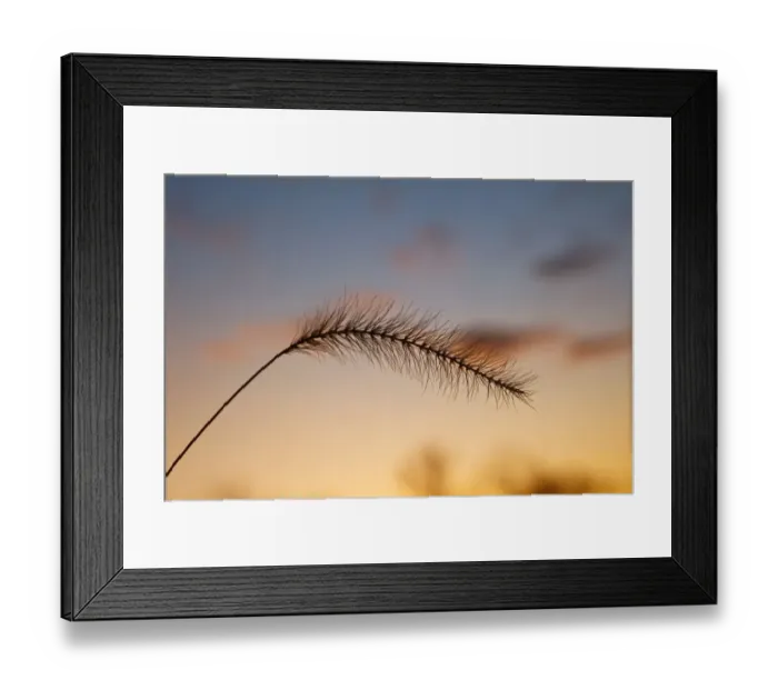 Framed Print : Foxtail grass silhouetted at sunset, Kentucky Framed Print : Foxtail grass silhouetted at sunset, Kentucky