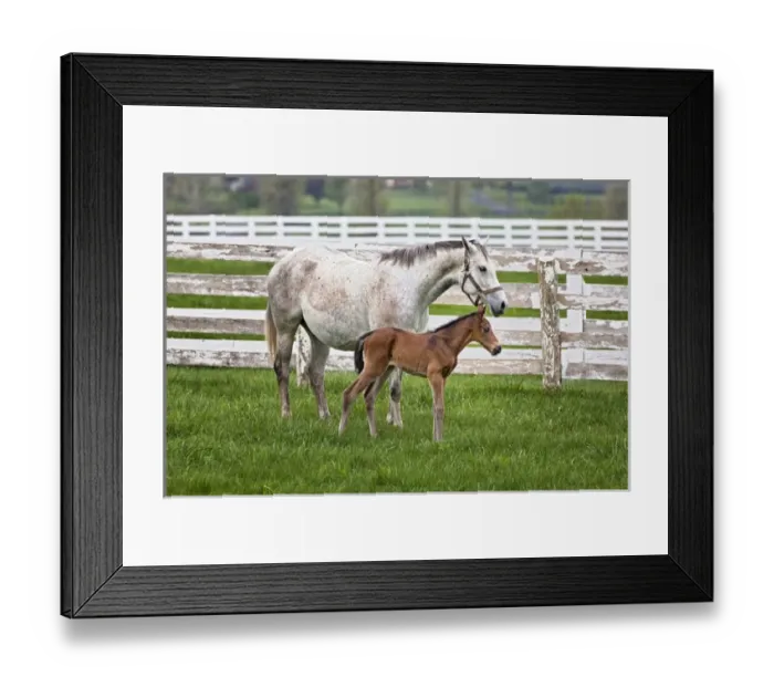 Framed Print : Female thoroughbred and foal, Donamire Horse Farm, Lexington, Kentucky Framed Print : Female thoroughbred and foal, Donamire Horse Farm, Lexington, Kentucky