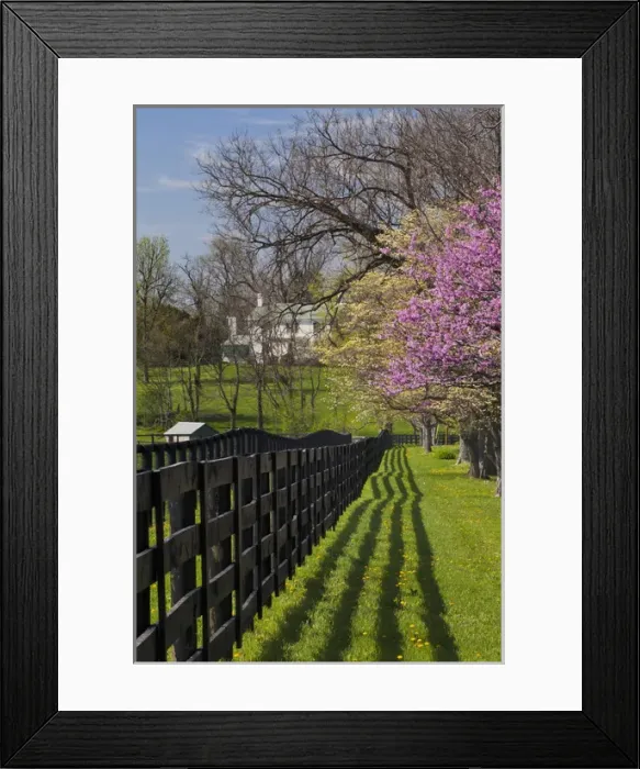Framed Print : Fence and dogwood and redbud trees in early spring, Lexington, Kentucky Framed Print : Fence and dogwood and redbud trees in early spring, Lexington, Kentucky
