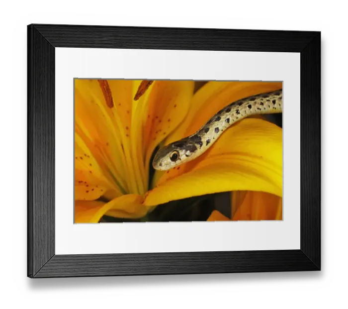Framed Print : Garter Snake Framed Print : Garter Snake