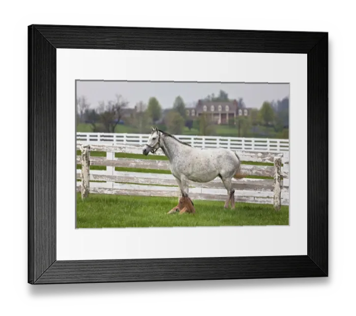 Framed Print : Female thoroughbred and foal, Donamire Horse Farm, Lexington, Kentucky