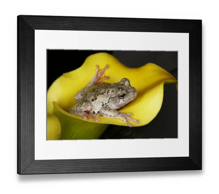 Framed Print : Gray Tree Frog, Kentucky, Hyla versicolor Framed Print : Gray Tree Frog, Kentucky, Hyla versicolor