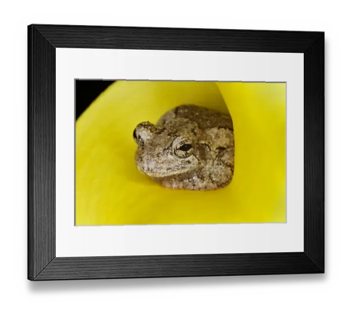 Framed Print : Gray Tree Frog, Kentucky, Hyla versicolor Framed Print : Gray Tree Frog, Kentucky, Hyla versicolor