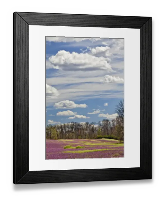Framed Print : Large field of Henbit flowers in full bloom, Kentucky Framed Print : Large field of Henbit flowers in full bloom, Kentucky