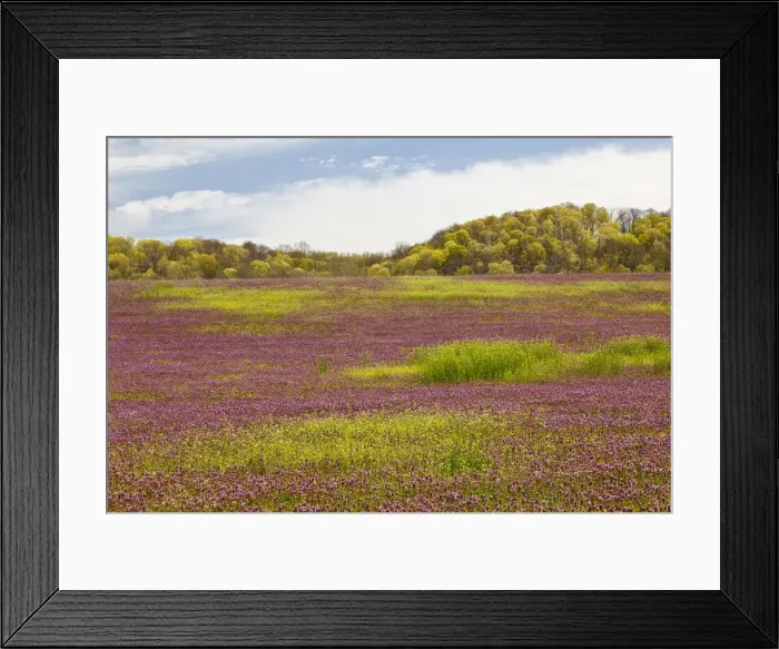 Framed Print : Large field of Henbit flowers in early spring, Kentucky Framed Print : Large field of Henbit flowers in early spring, Kentucky