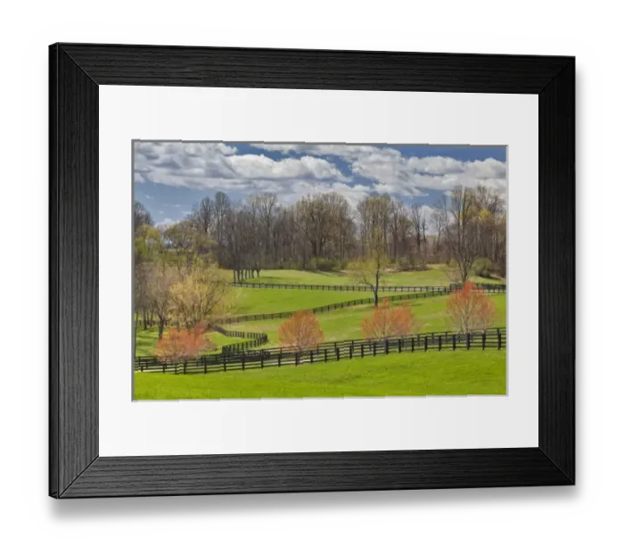 Framed Print : Large field of Henbit flowers in full bloom, Kentucky Framed Print : Large field of Henbit flowers in full bloom, Kentucky