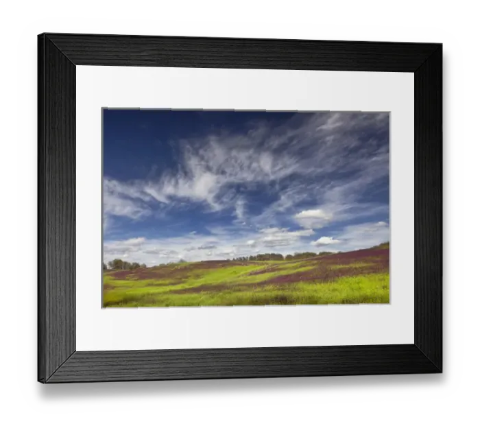 Framed Print : Large field of Henbit flowers in full bloom, Kentucky Framed Print : Large field of Henbit flowers in full bloom, Kentucky