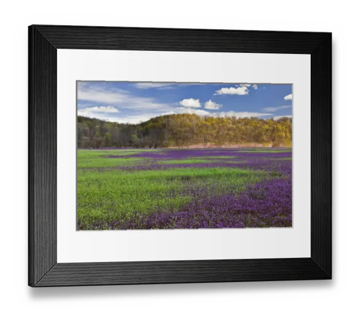 Framed Print : Large field of Henbit flowers in full bloom, Kentucky Framed Print : Large field of Henbit flowers in full bloom, Kentucky