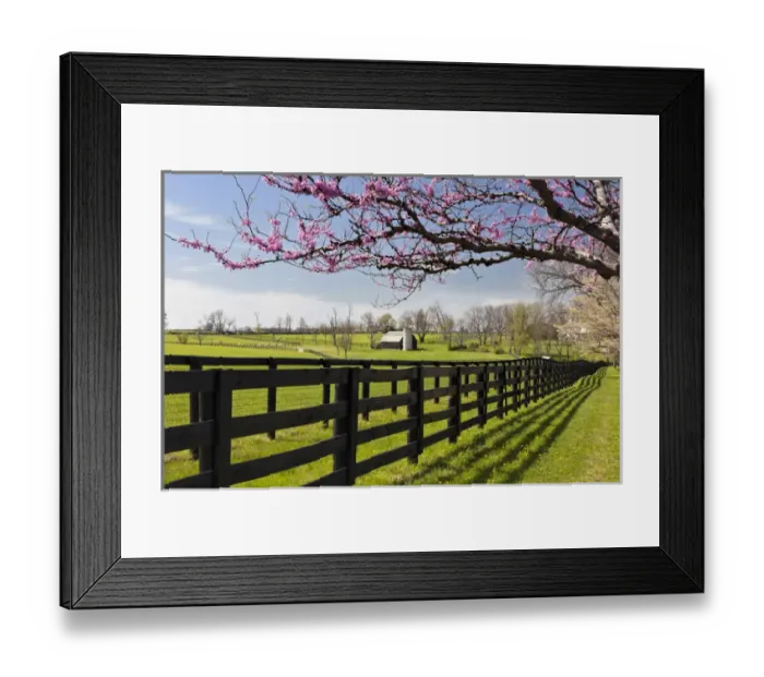 Framed Print : Redbud trees in full bloom, Lexington, Kentucky