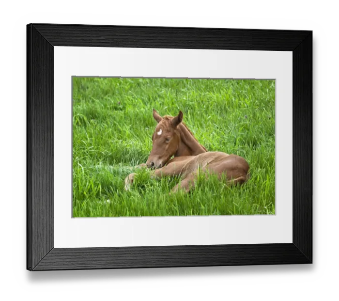 Framed Print : Thoroughbred foal lying in grass, Donamire Horse Farm, Lexington, Kentucky Framed Print : Thoroughbred foal lying in grass, Donamire Horse Farm, Lexington, Kentucky