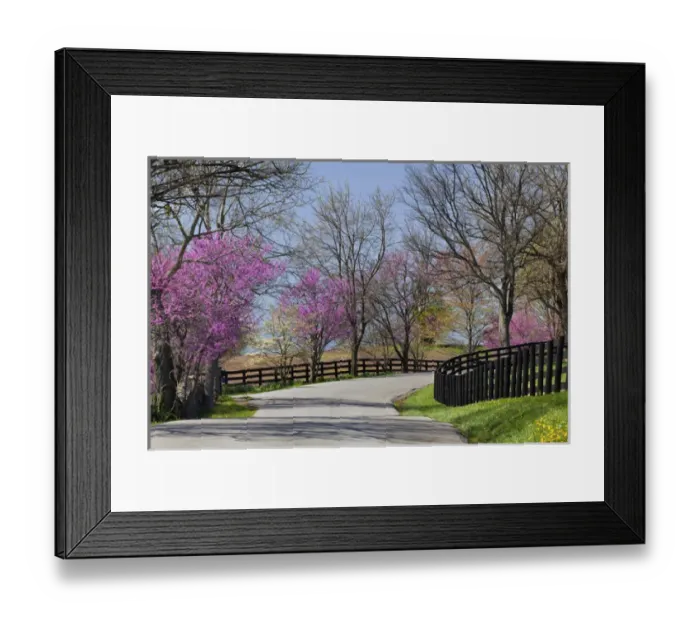 Framed Print : Road lined with Redbud and dogwood trees in full bloom, Lexington, Kentucky Framed Print : Road lined with Redbud and dogwood trees in full bloom, Lexington, Kentucky