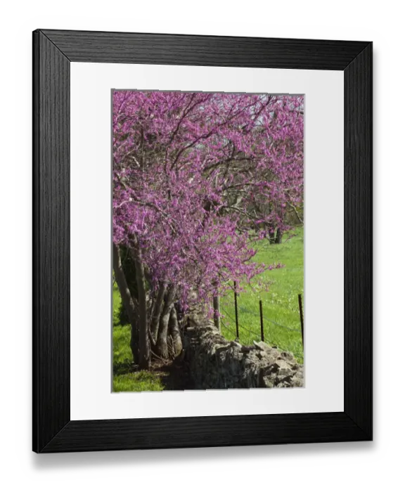 Framed Print : Redbud trees in full bloom, Lexington, Kentucky Framed Print : Redbud trees in full bloom, Lexington, Kentucky