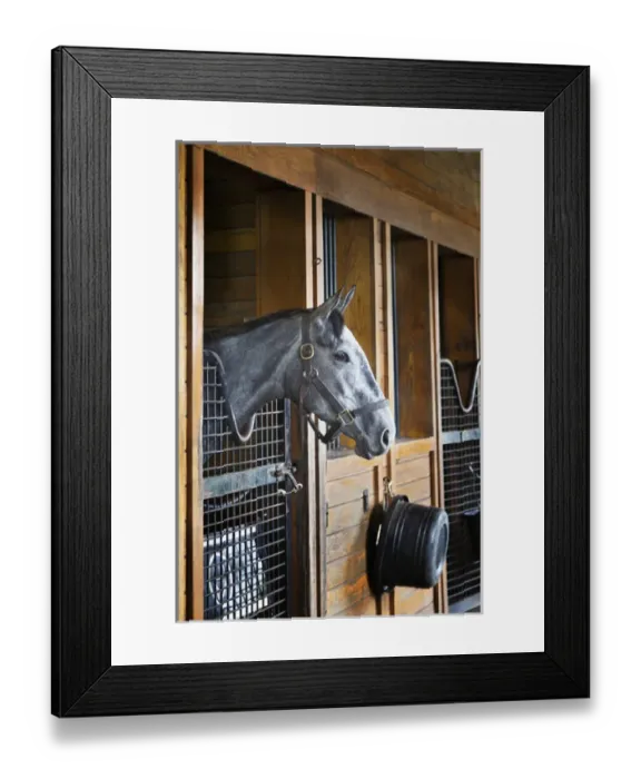 Framed Print : Thoroughbred horse in stall, Donamire Horse Farm, Lexington, Kentucky Framed Print : Thoroughbred horse in stall, Donamire Horse Farm, Lexington, Kentucky
