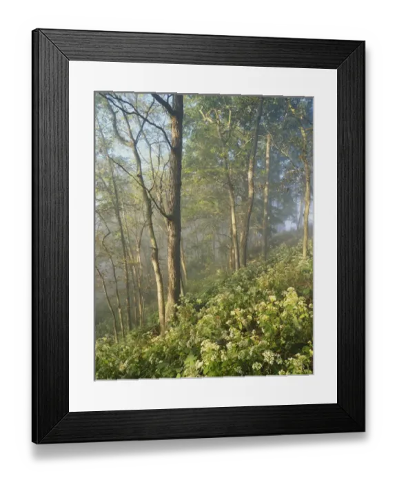 Framed Print : Kentucky, Garrard County, Polly Bend, White snakeroot flowers growing in forest Framed Print : Kentucky, Garrard County, Polly Bend, White snakeroot flowers growing in forest