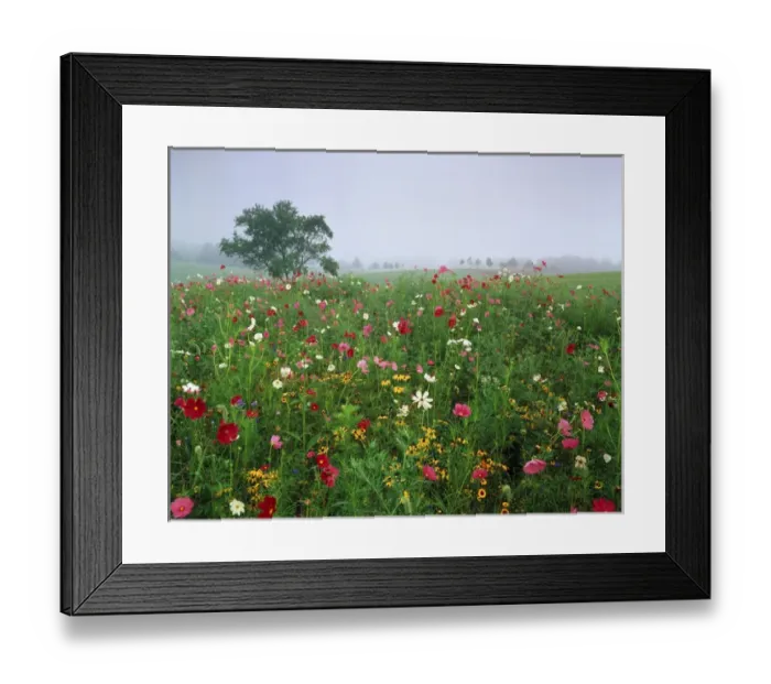 Framed Print : USA, Kentucky, Union, Field Of cosmos flower