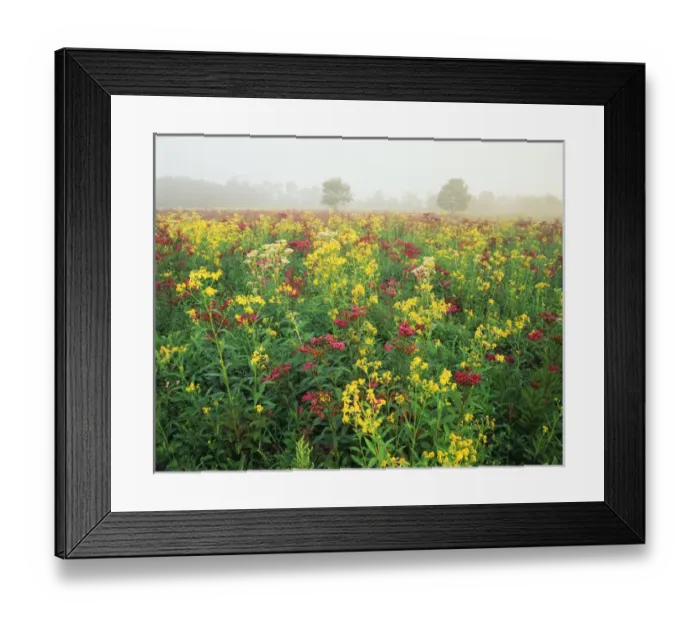 Framed Print : USA, Kentucky, Late summer field of iroweed, sneeseweed and yarrow Framed Print : USA, Kentucky, Late summer field of iroweed, sneeseweed and yarrow