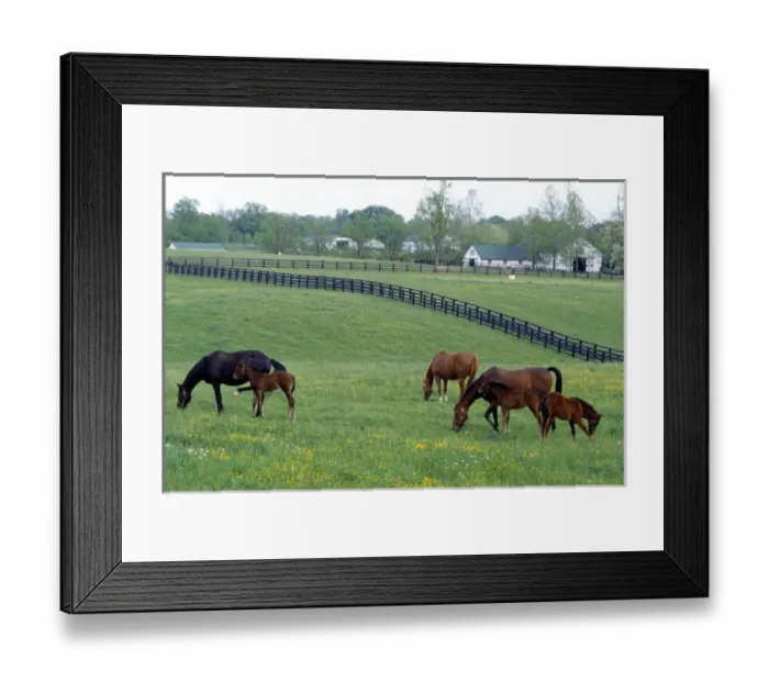 Framed Print : Horse graze in a pasture near Lexington, Kentucky Framed Print : Horse graze in a pasture near Lexington, Kentucky
