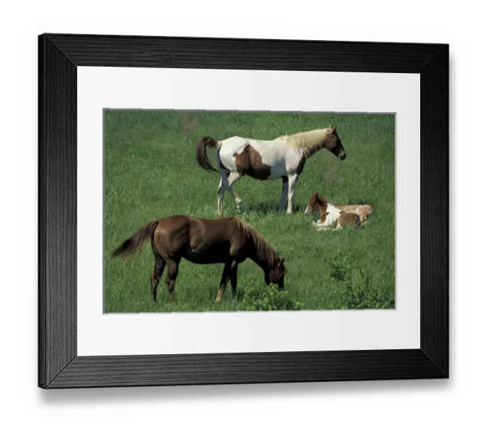 Framed Print : N. A. USA, Kentucky, Jessamine Co. Mother horse and foals on property owned by