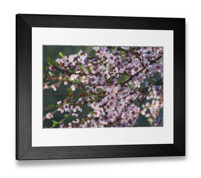 Framed Print : Mammoth Cave National Park, Kentucky, USA. Pink blossoms near the Green River Framed Print : Mammoth Cave National Park, Kentucky, USA. Pink blossoms near the Green River