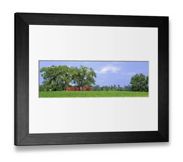 Framed Print : USA, Kentucky, Lexington area. A green field of tobacco is contrasted by a red barn Framed Print : USA, Kentucky, Lexington area. A green field of tobacco is contrasted by a red barn