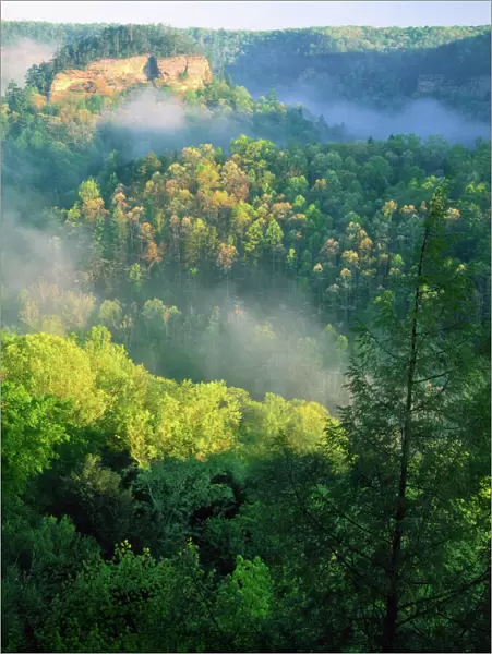 KENTUCKY. USA. Fog at sunrise, Red River Gorge. Daniel Boone National Forest