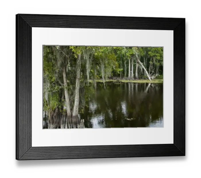 Framed Print : USA, Louisiana, New Orleans, Cypress forest lining bayou along Highway 61 on summer Framed Print : USA, Louisiana, New Orleans, Cypress forest lining bayou along Highway 61 on summer
