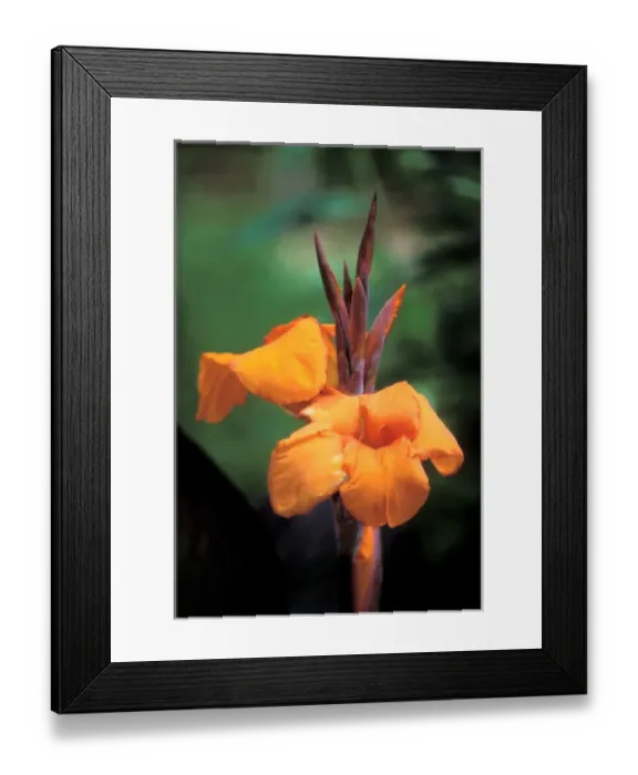 Framed Print : Orange Ginger at Longue Vue Gardens, New Orleans, Louisiana, United States, US Framed Print : Orange Ginger at Longue Vue Gardens, New Orleans, Louisiana, United States, US