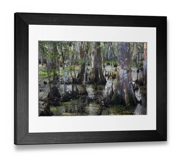 Framed Print : USA, Louisiana, Jean Lafitte. National Historic Park and Preserve, swamp trail, morning Framed Print : USA, Louisiana, Jean Lafitte. National Historic Park and Preserve, swamp trail, morning