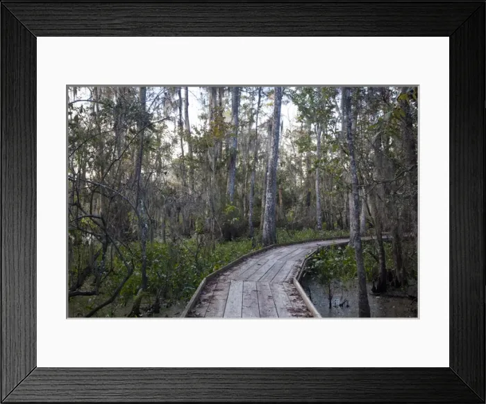 Framed Print : USA, Louisiana, Jean Lafitte. National Historic Park and Preserve, swamp trail, morning Framed Print : USA, Louisiana, Jean Lafitte. National Historic Park and Preserve, swamp trail, morning