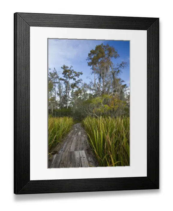 Framed Print : USA, Louisiana, Jean Lafitte. National Historic Park and Preserve, swamp trail, morning Framed Print : USA, Louisiana, Jean Lafitte. National Historic Park and Preserve, swamp trail, morning