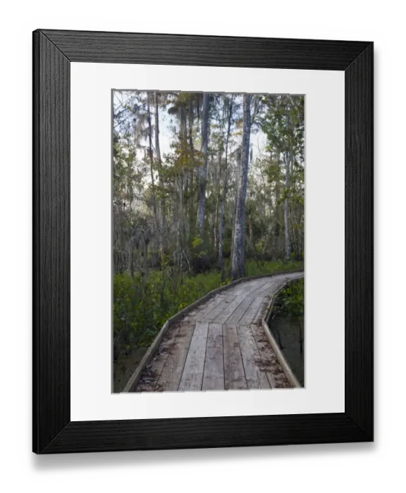 Framed Print : USA, Louisiana, Jean Lafitte. National Historic Park and Preserve, swamp trail, morning Framed Print : USA, Louisiana, Jean Lafitte. National Historic Park and Preserve, swamp trail, morning