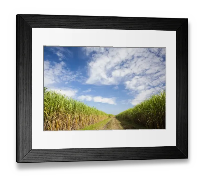 Framed Print : USA, Louisiana, St. Martinville. Sugar cane field