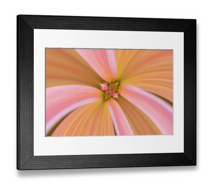 Framed Print : Flipped and mirrored Close-up of Dahlia flower, Dahlia spp. Rockport, Maine Framed Print : Flipped and mirrored Close-up of Dahlia flower, Dahlia spp. Rockport, Maine