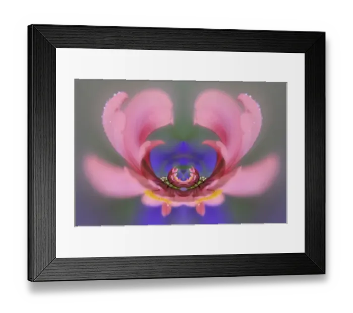 Framed Print : Fantasy version of Single Common Zinnia flower in garden with out of foucs flower background Framed Print : Fantasy version of Single Common Zinnia flower in garden with out of foucs flower background