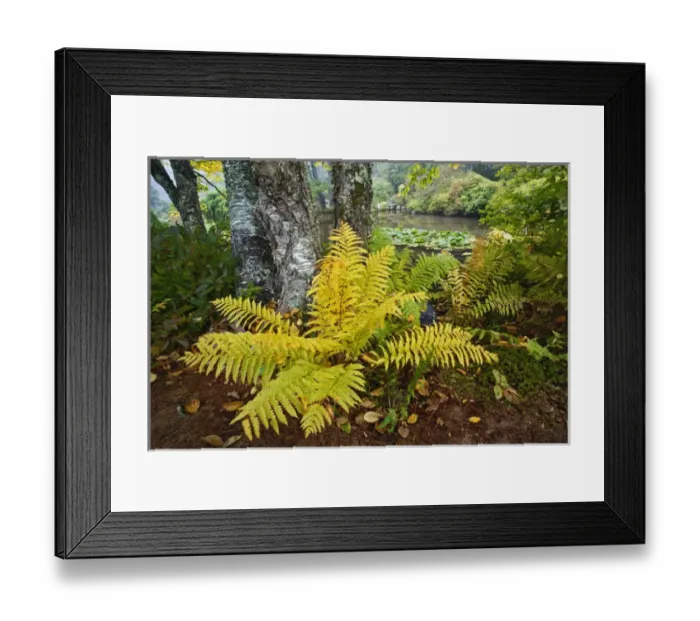 Framed Print : Fern at base of Birch tree, Asticou Azalea Garden, Northeast Harbor, Maine