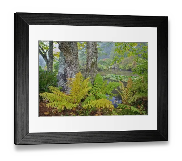 Framed Print : Fall view of pond and ferns, Asticou Gardens, Mt. Desert Island, Maine Framed Print : Fall view of pond and ferns, Asticou Gardens, Mt. Desert Island, Maine