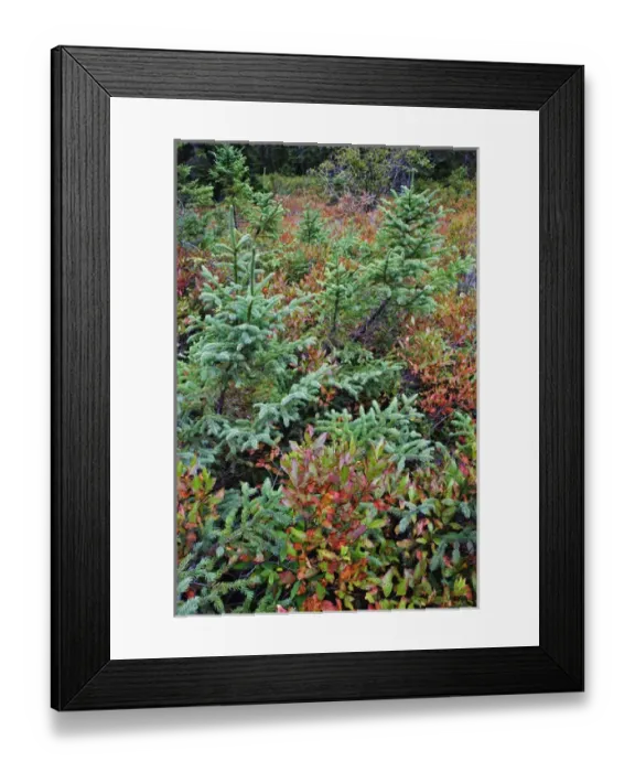 Framed Print : Autumn blueberry foliage in Spruce Fir and Pitch Pine forest, Wonderland Trail, Mount Desert Island