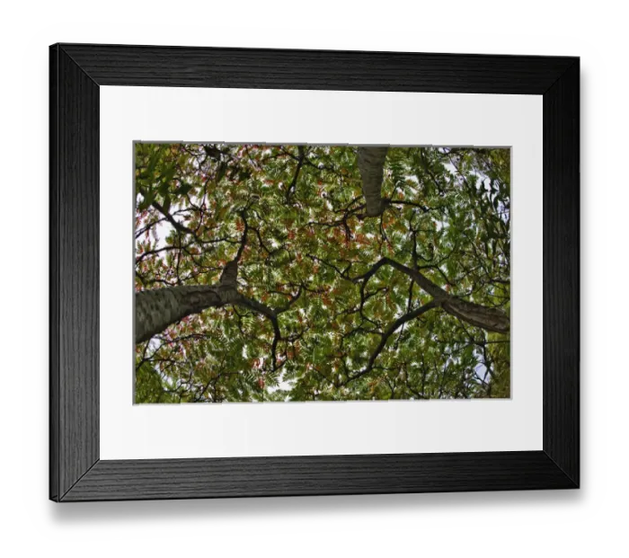 Framed Print : Fisheye view of three sumac trees in autumn, Mount Desert Island, Maine Framed Print : Fisheye view of three sumac trees in autumn, Mount Desert Island, Maine