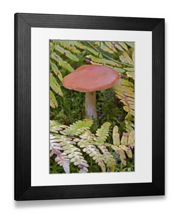 Framed Print : Mushroom and ferns, Birch Forest, Mount Desert Island, Acadia National Park, Maine Framed Print : Mushroom and ferns, Birch Forest, Mount Desert Island, Acadia National Park, Maine