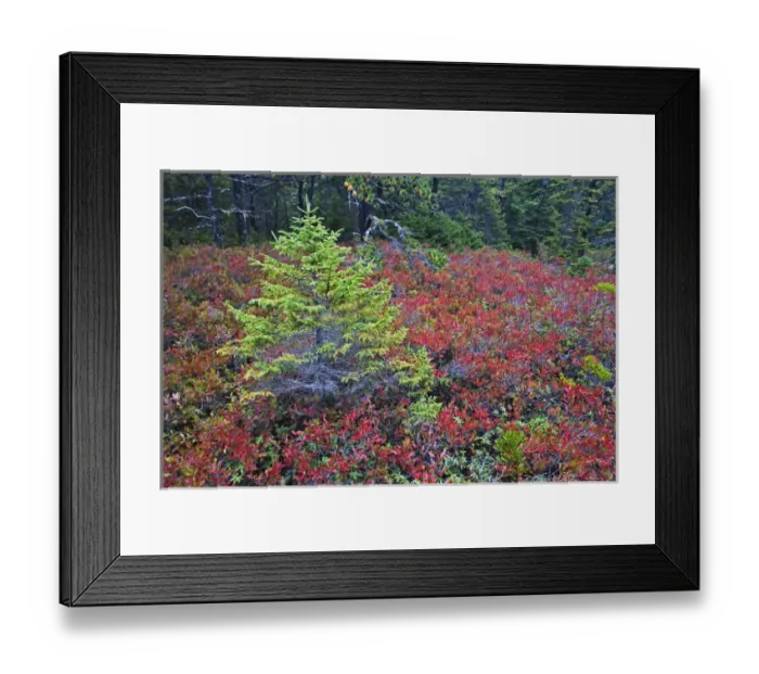 Framed Print : Autumn blueberry foliage in Spruce Fir and Pitch Pine forest, Wonderland Trail, Mount Desert Island