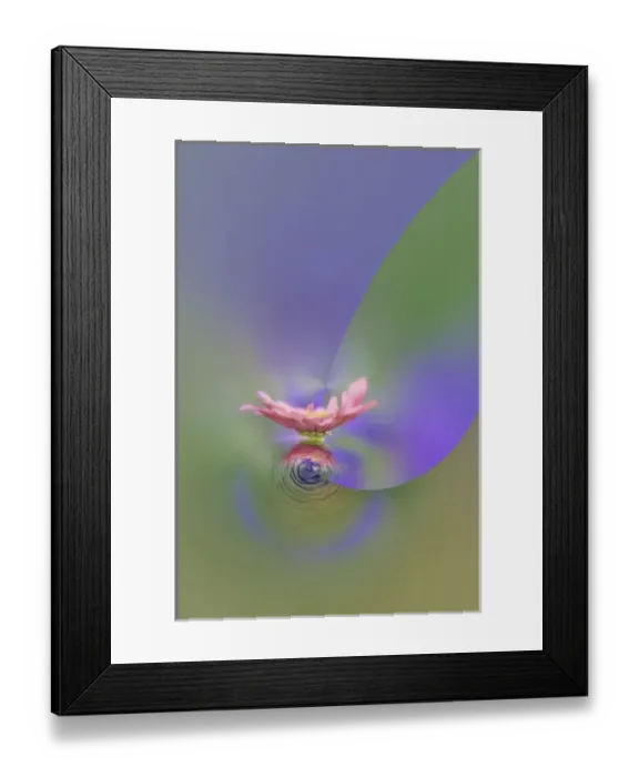 Framed Print : Fantasy version of Single Common Zinnia flower in garden with out of foucs flower background Framed Print : Fantasy version of Single Common Zinnia flower in garden with out of foucs flower background
