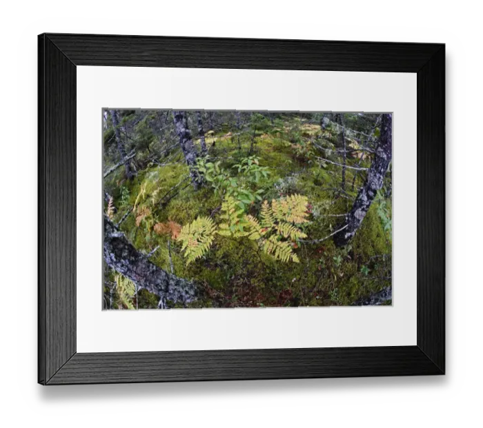 Framed Print : Elevated fisheye view downward in Spruce Fir and Pitch Pine forest, Wonderland Trail