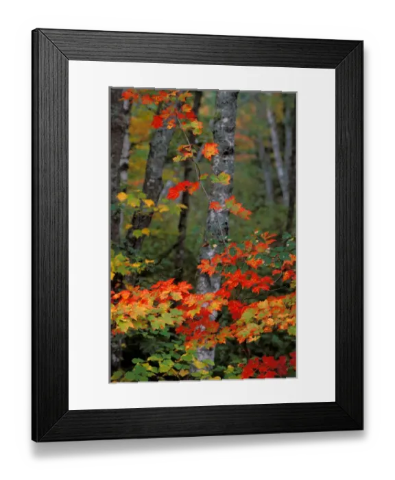 Framed Print : North America; USA; Maine Maple Vine
