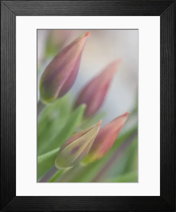 Framed Print : USA, Maine, Harpswell. Tulip buds in a flower garden on a foggy day. Credit as: Kathleen
