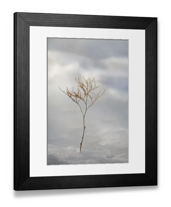 Framed Print : USA, Maine, Harpswell. Sprig of sea lavender frozen in winter ice. Credit as: Kathleen Framed Print : USA, Maine, Harpswell. Sprig of sea lavender frozen in winter ice. Credit as: Kathleen